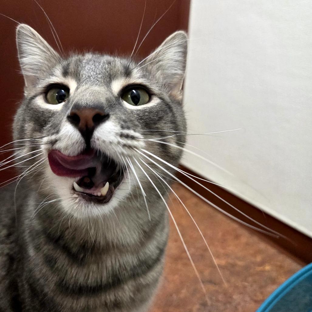 Quinn, a Adoptable Domestic Short Hair in Glenwood Springs, CO image 6/6