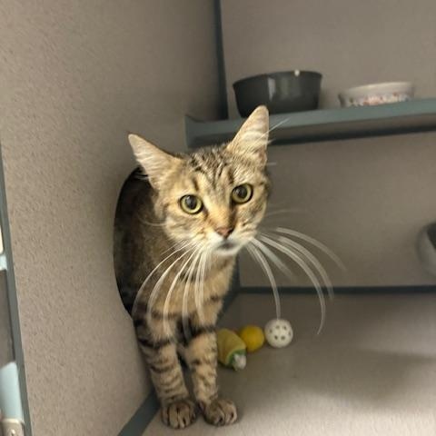 Jade, a Adoptable Domestic Short Hair in Grass Valley, CA image 2/2