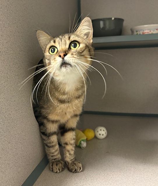 Jade, Adoptable, Adult Female Domestic Short Hair.