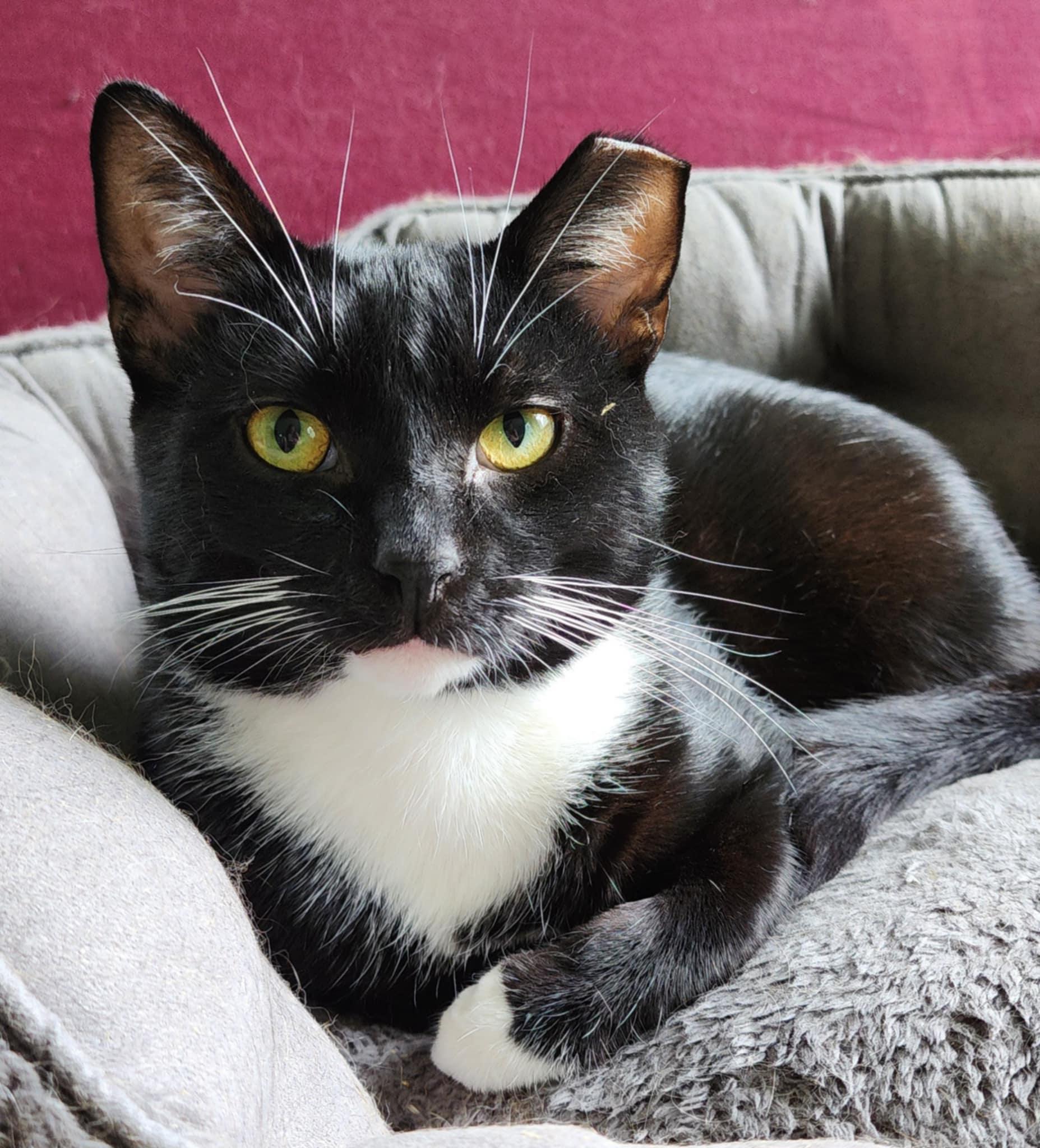 Enlarge Scratch Post, a Adoptable Domestic Short Hair in Stoughton, WI image 1/4