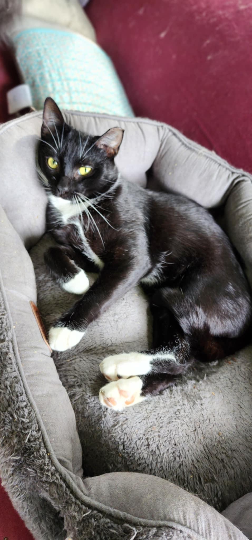 Enlarge Scratch Post, a Adoptable Domestic Short Hair in Stoughton, WI image 2/4