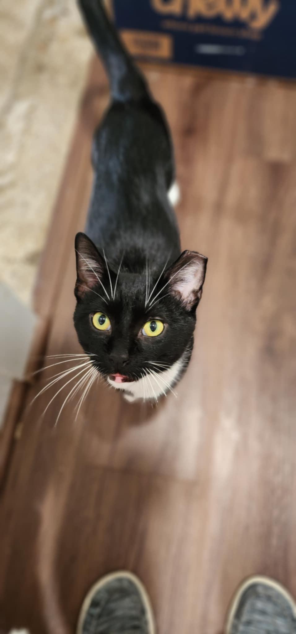 Enlarge Scratch Post, a Adoptable Domestic Short Hair in Stoughton, WI image 4/4