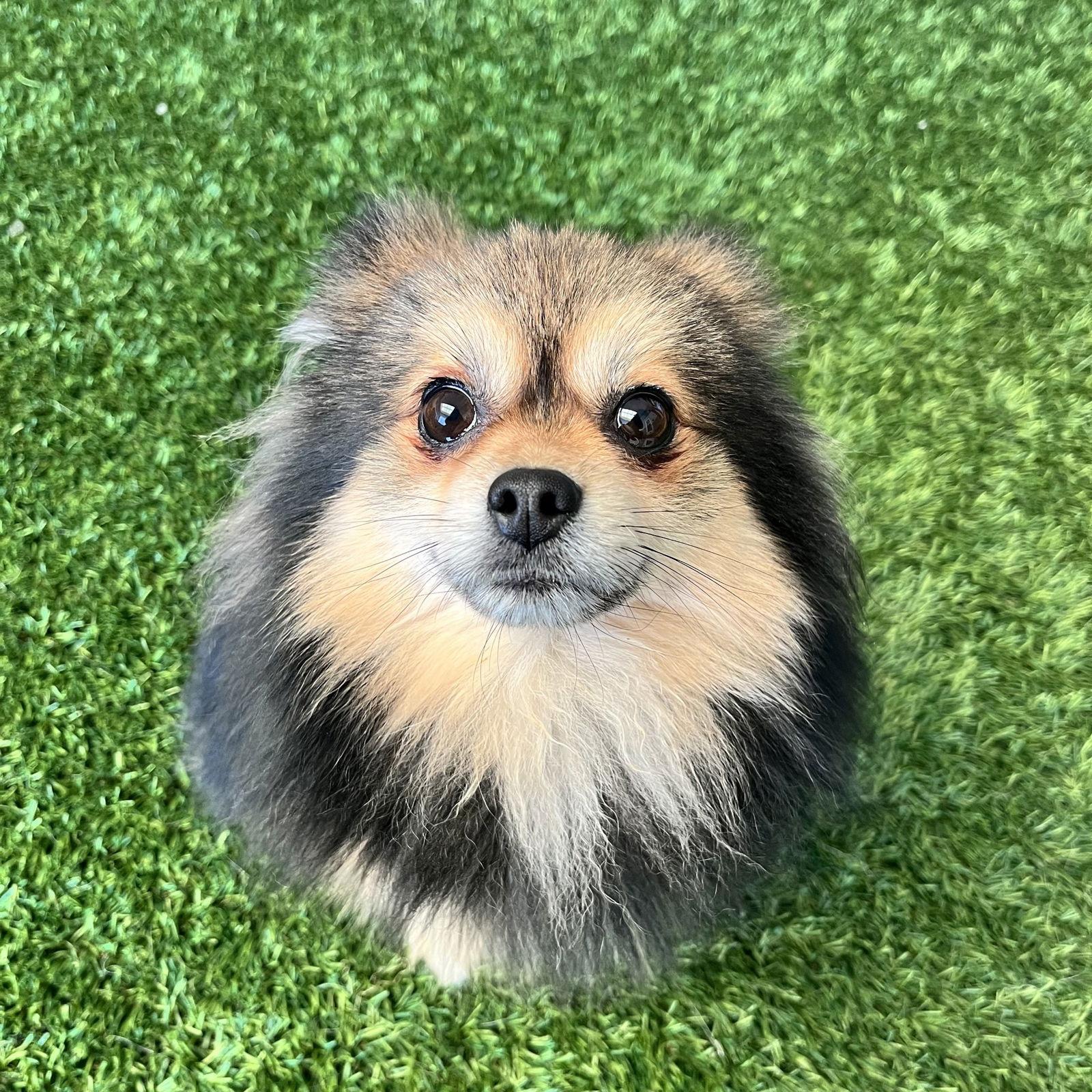 Rocco, Adopted, Adult Male Pomeranian.