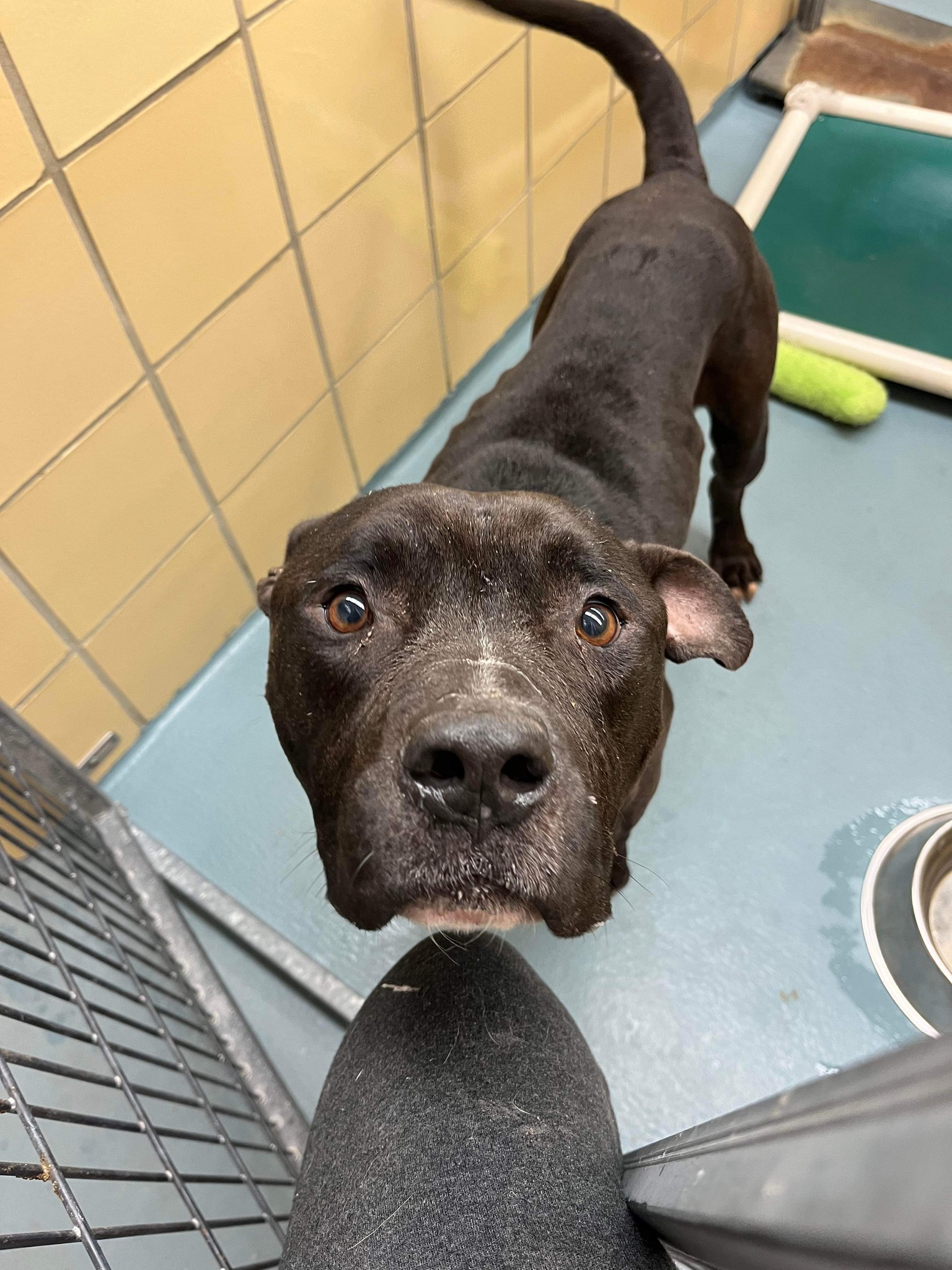 Enlarge Stedman, a Adoptable mixed breed in Portage, MI image 6/6