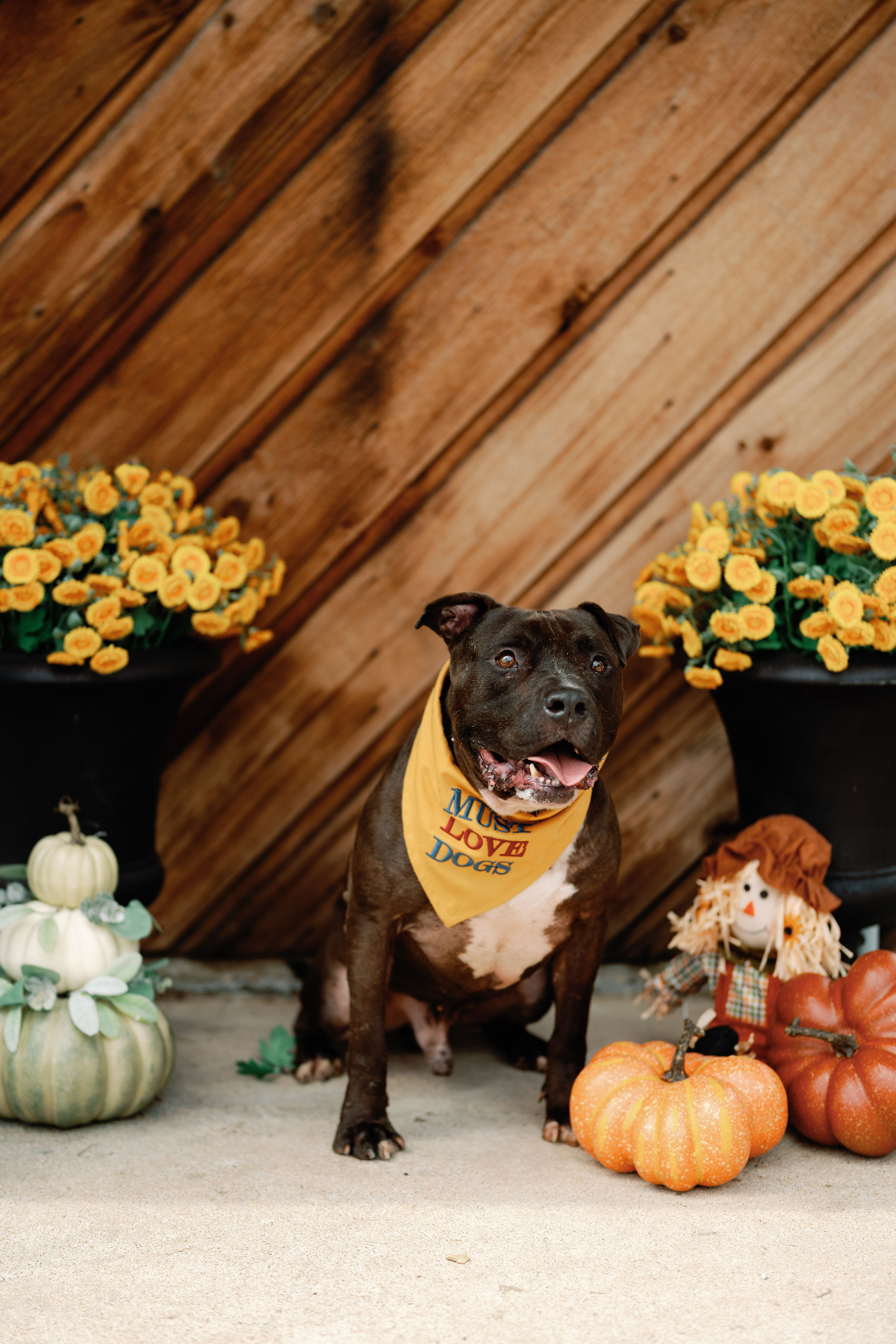 Enlarge Stedman, a Adoptable mixed breed in Portage, MI image 4/6