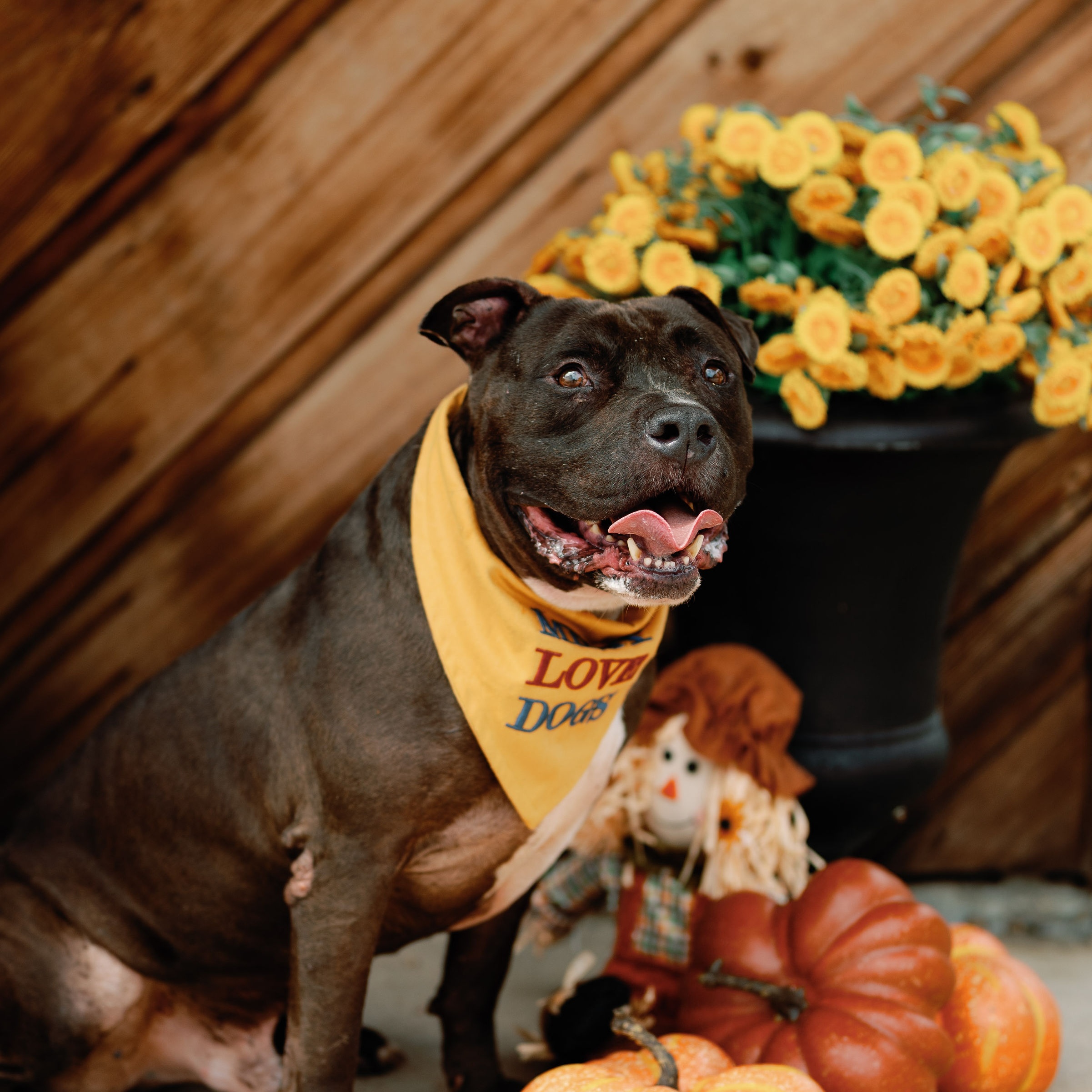 Enlarge Stedman, a Adoptable mixed breed in Portage, MI image 1/6