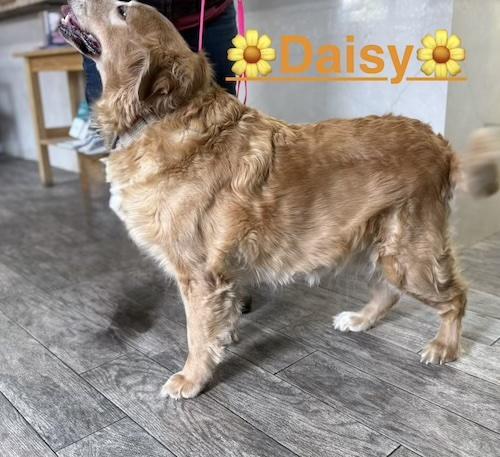 Enlarge Daisy #69, a ADOPTABLE Golden Retriever in Killingworth, CT image 3/4