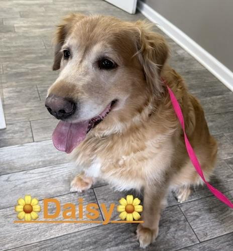 Enlarge Daisy #69, a ADOPTABLE Golden Retriever in Killingworth, CT image 2/4