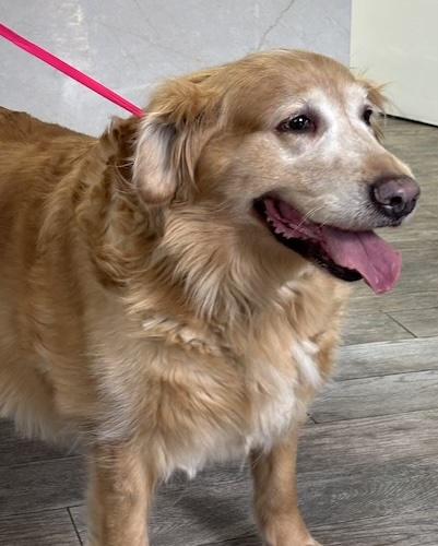 Enlarge Daisy #69, a ADOPTABLE Golden Retriever in Killingworth, CT image 1/4