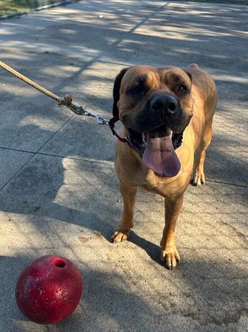Narla - FOSTER OR ADOPTER needed, an adoptable Boerboel in Providence, RI, 02940 | Photo Image 1