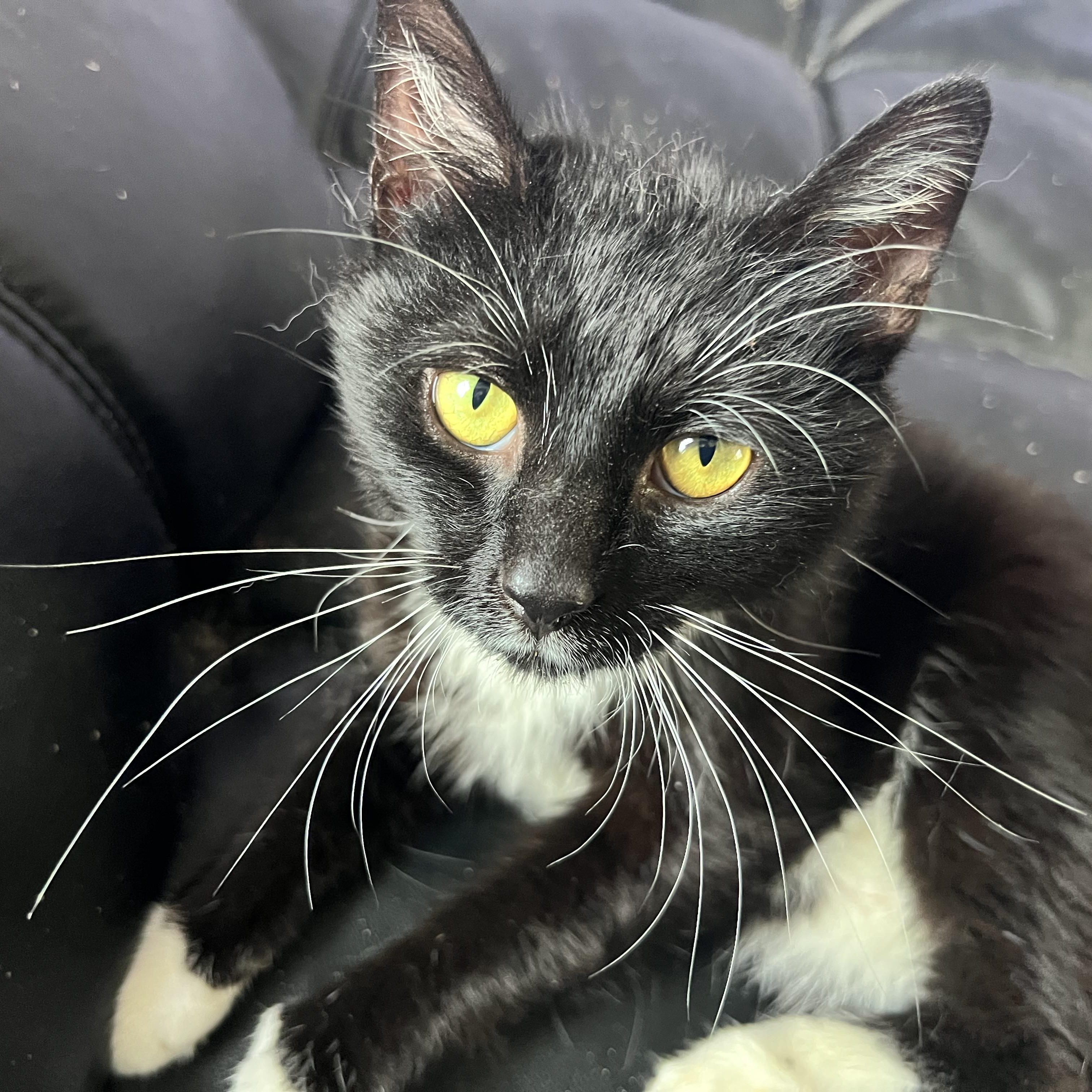 Fabio, Young Male Tuxedo