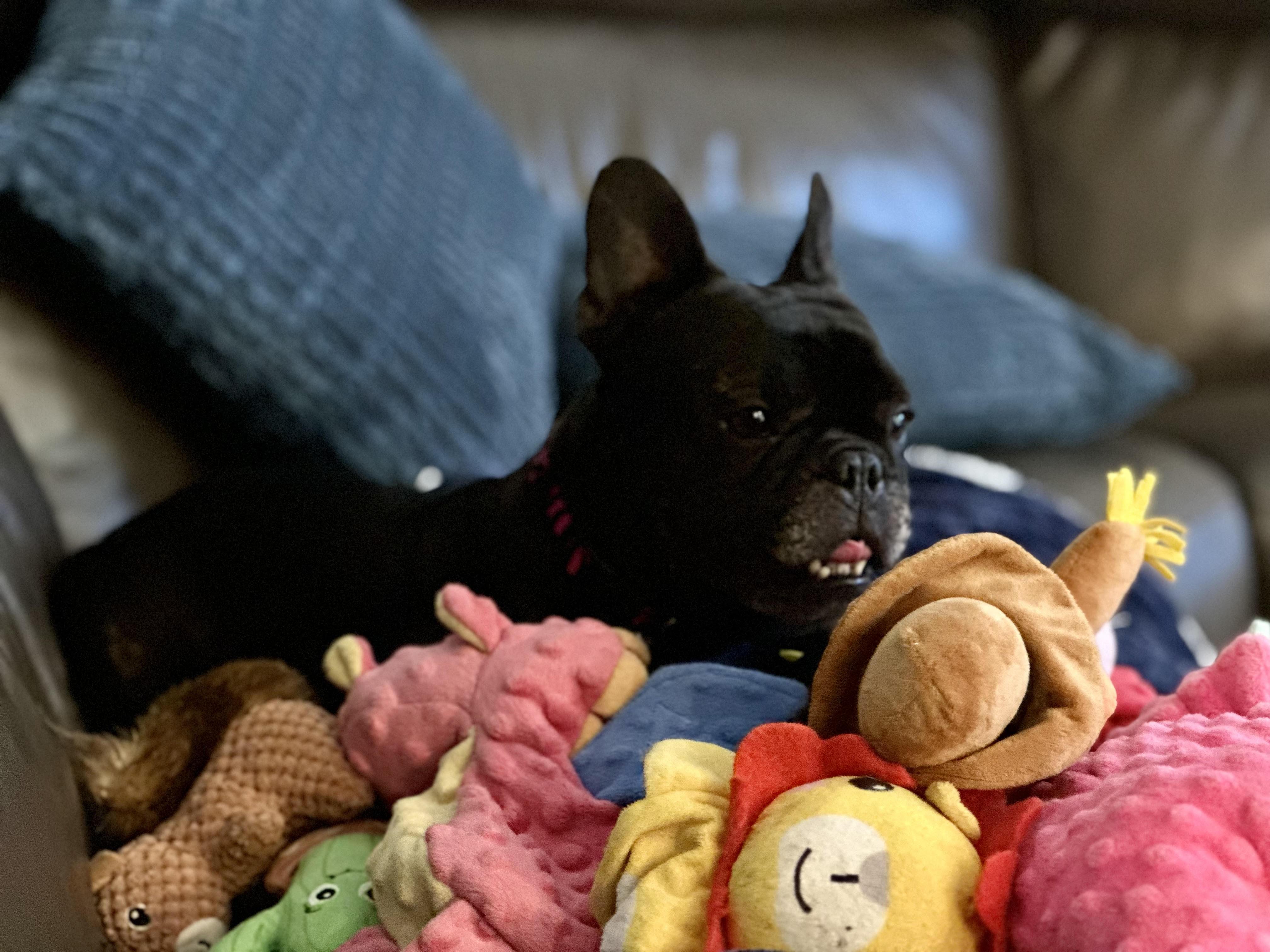 Enlarge Delilah AKA "Cocoa Beanie", a ADOPTABLE French Bulldog in Huntington Beach, CA image 5/6