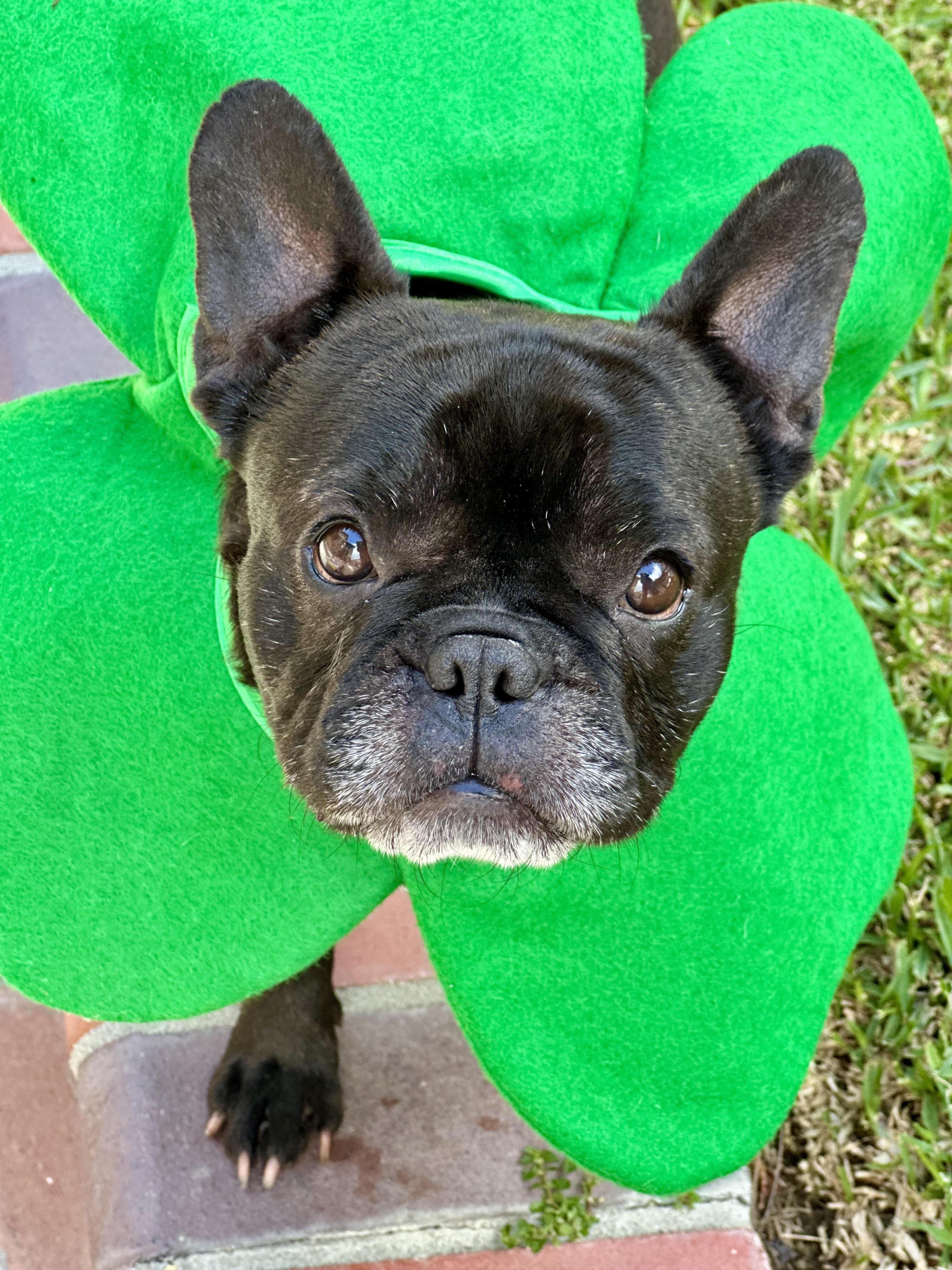 Enlarge Delilah AKA "Cocoa Beanie", a ADOPTABLE French Bulldog in Huntington Beach, CA image 1/6