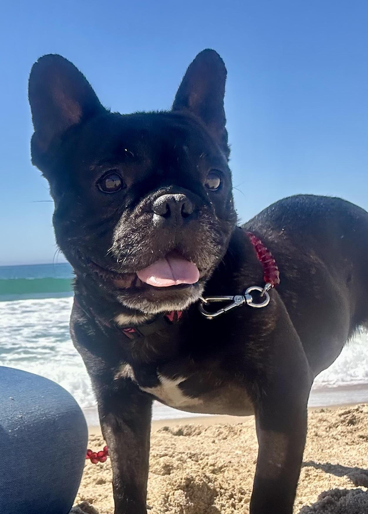 Enlarge Delilah AKA "Cocoa Beanie", a ADOPTABLE French Bulldog in Huntington Beach, CA image 6/6
