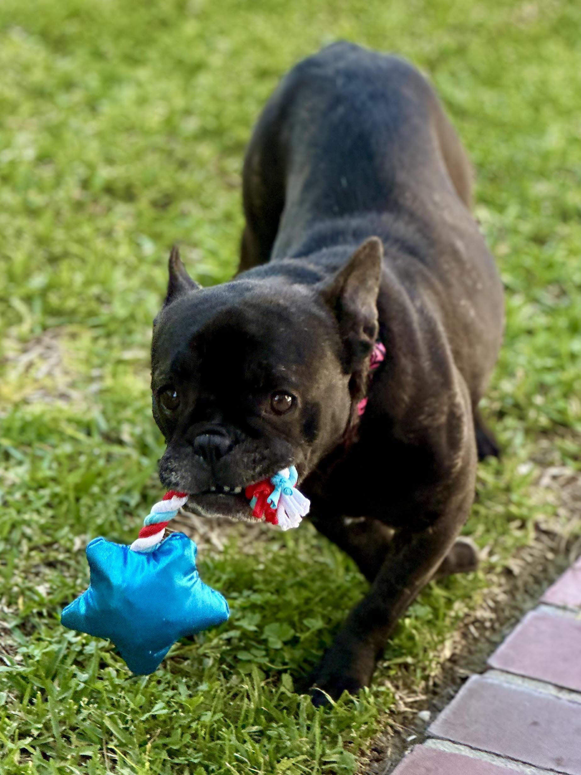 Enlarge Delilah AKA "Cocoa Beanie", a ADOPTABLE French Bulldog in Huntington Beach, CA image 4/6