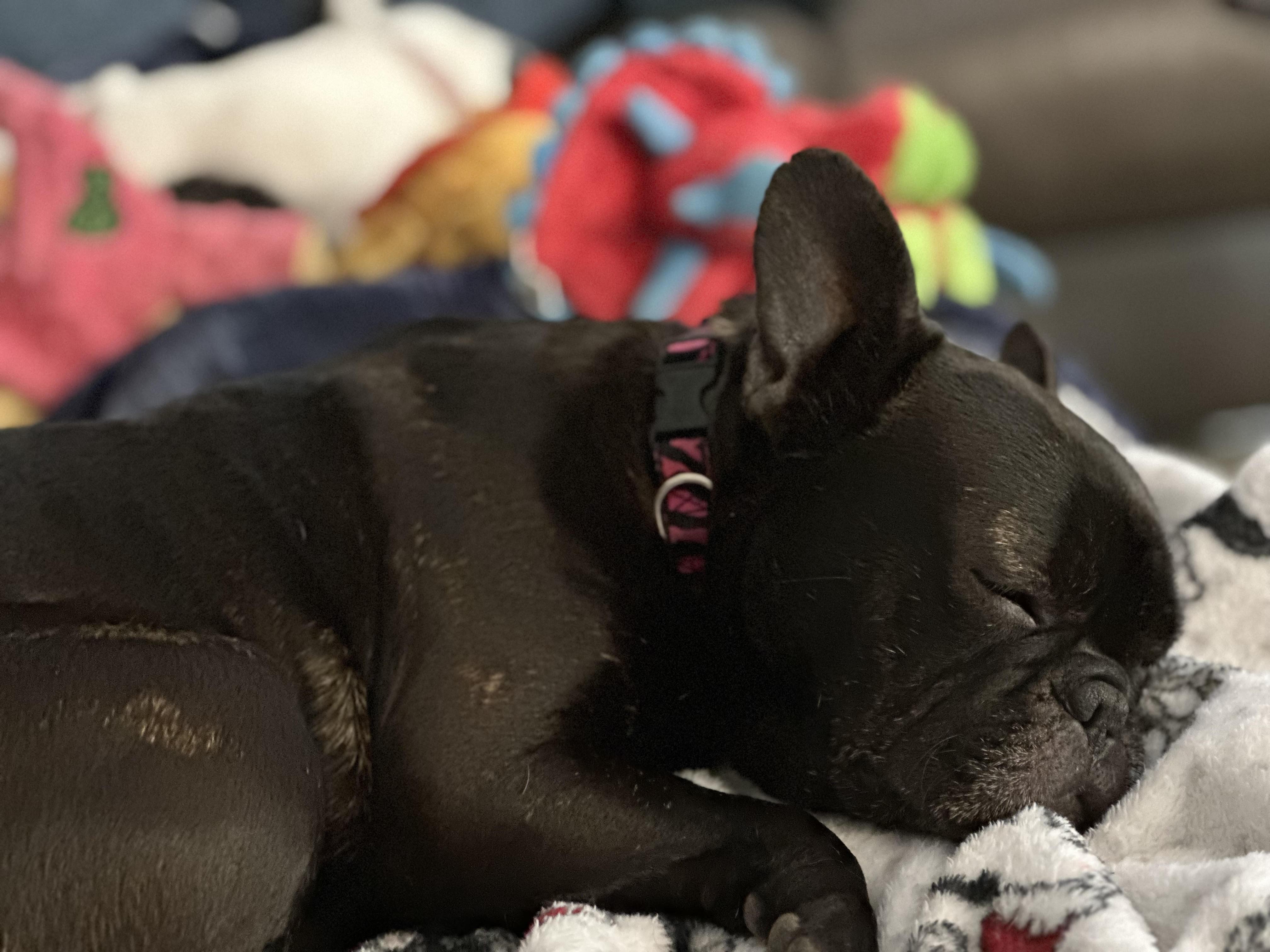 Enlarge Delilah AKA "Cocoa Beanie", a ADOPTABLE French Bulldog in Huntington Beach, CA image 2/6