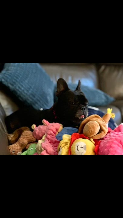 Enlarge Delilah AKA "Cocoa Beanie", a ADOPTABLE French Bulldog in Huntington Beach, CA video 3/6