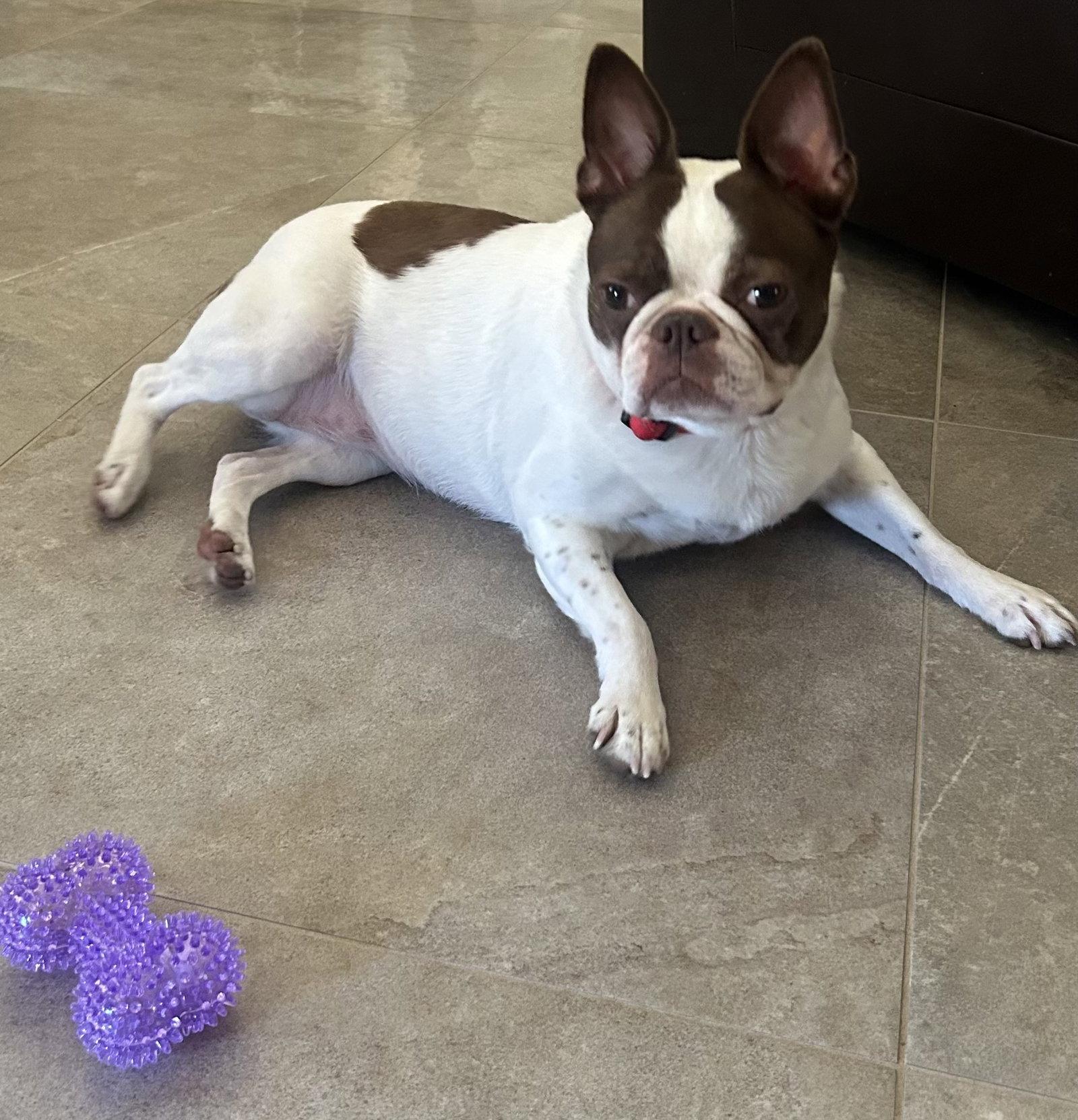 Enlarge Rosie, a Adopted Boston Terrier in Scottsdale, AZ image 1/3