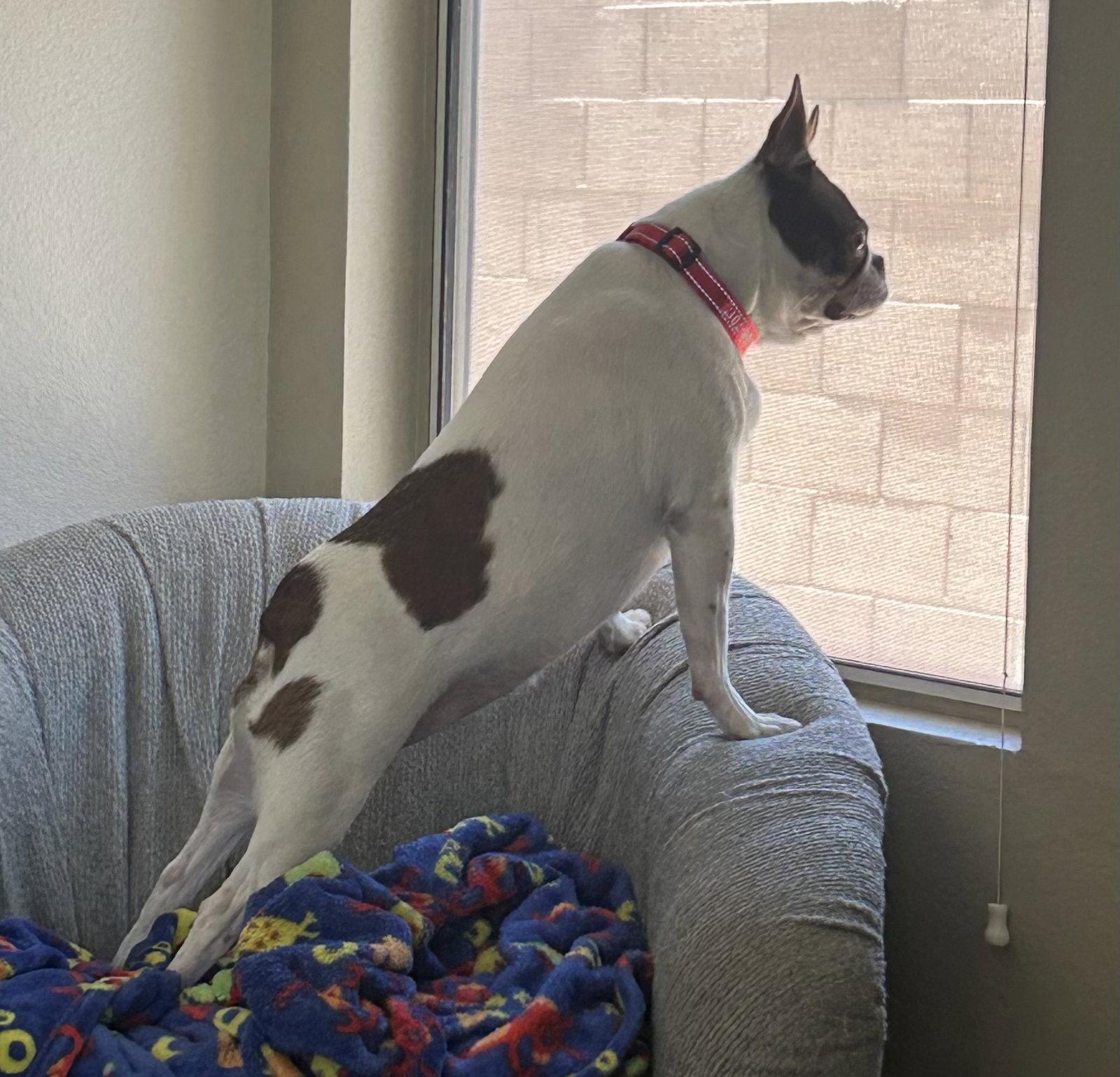 Enlarge Rosie, a Adopted Boston Terrier in Scottsdale, AZ image 2/3