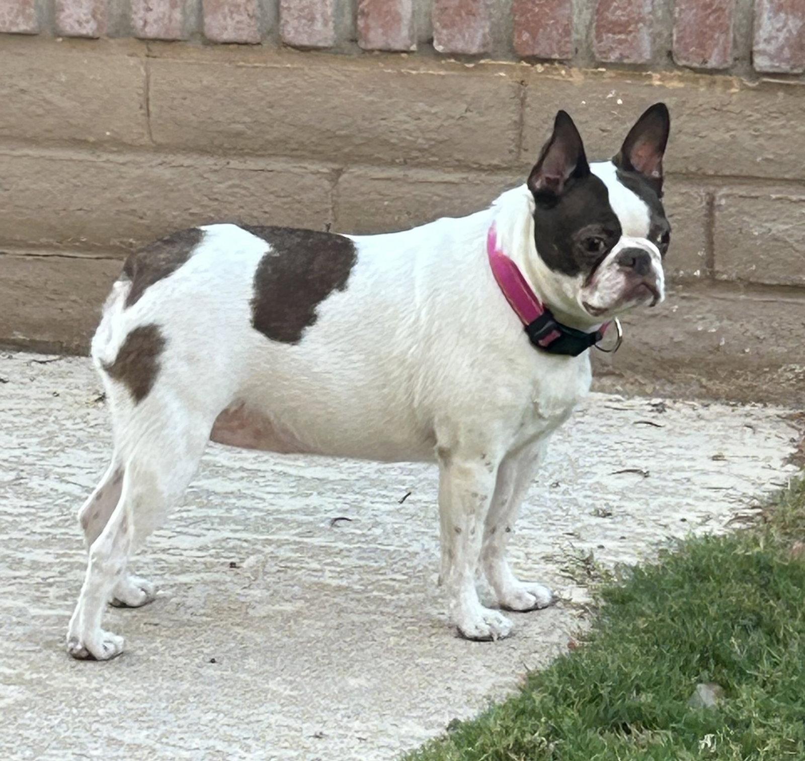 Enlarge Rosie, a Adopted Boston Terrier in Scottsdale, AZ image 3/3