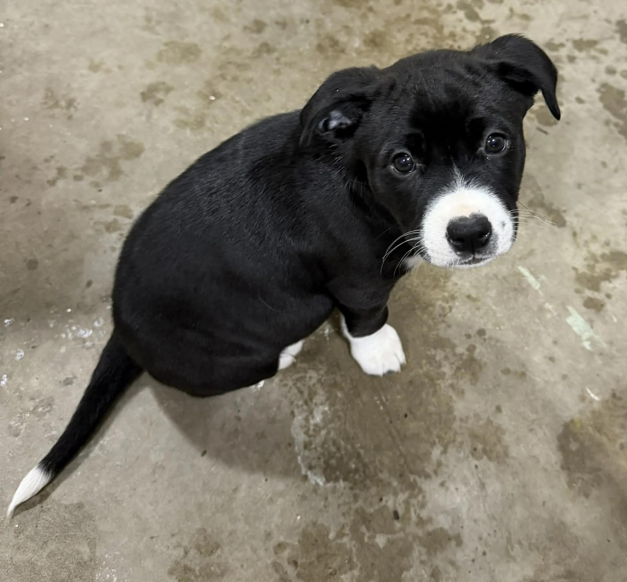 Enlarge Wrenna, an adopted mixed breed in Abbotsford, BC image 3/3