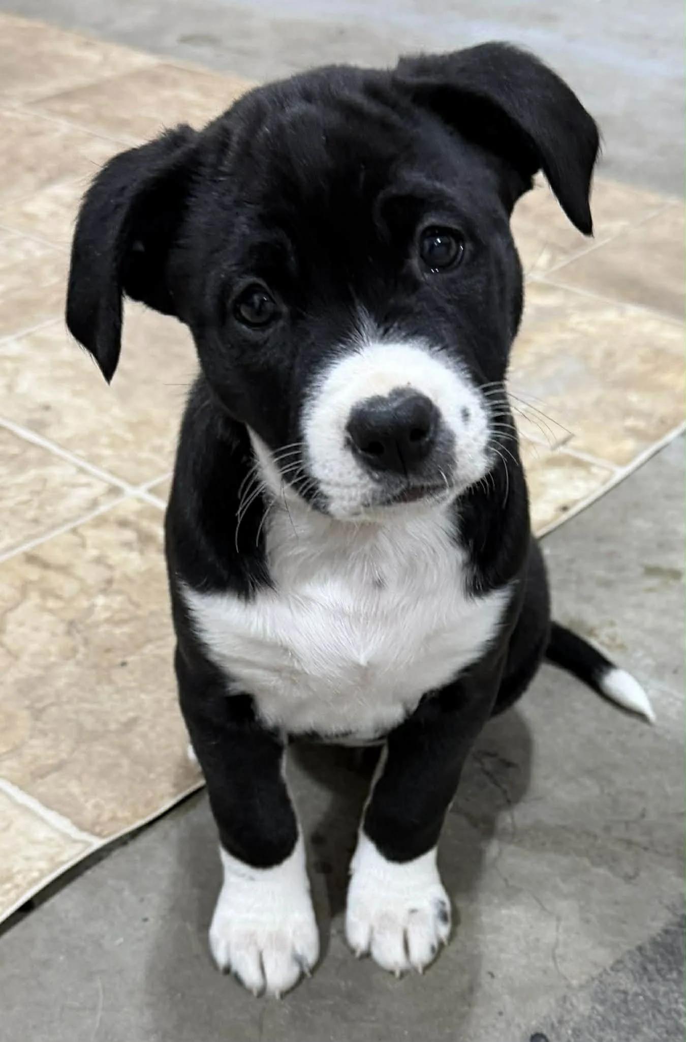 Wrenna, adopted, Puppy Female Collie.