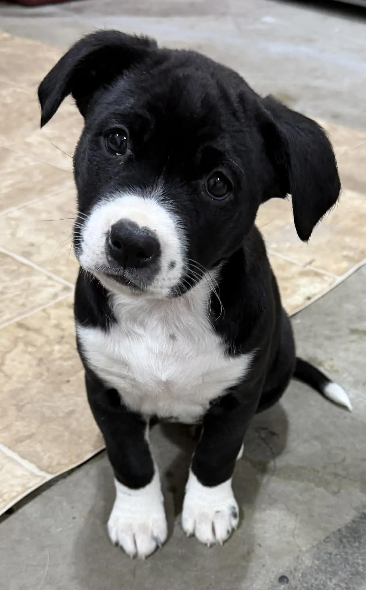 Enlarge Wrenna, an adopted mixed breed in Abbotsford, BC image 2/3