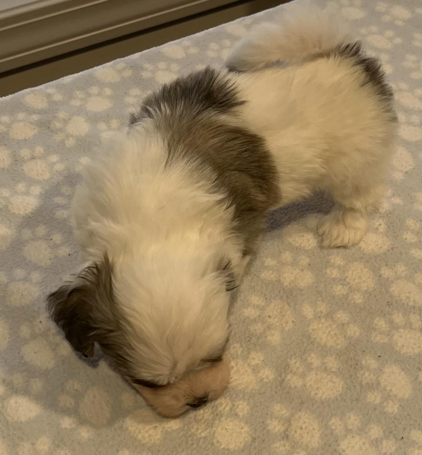 Enlarge Roberto, a Adoptable Havanese in Far Hills, NJ image 3/3