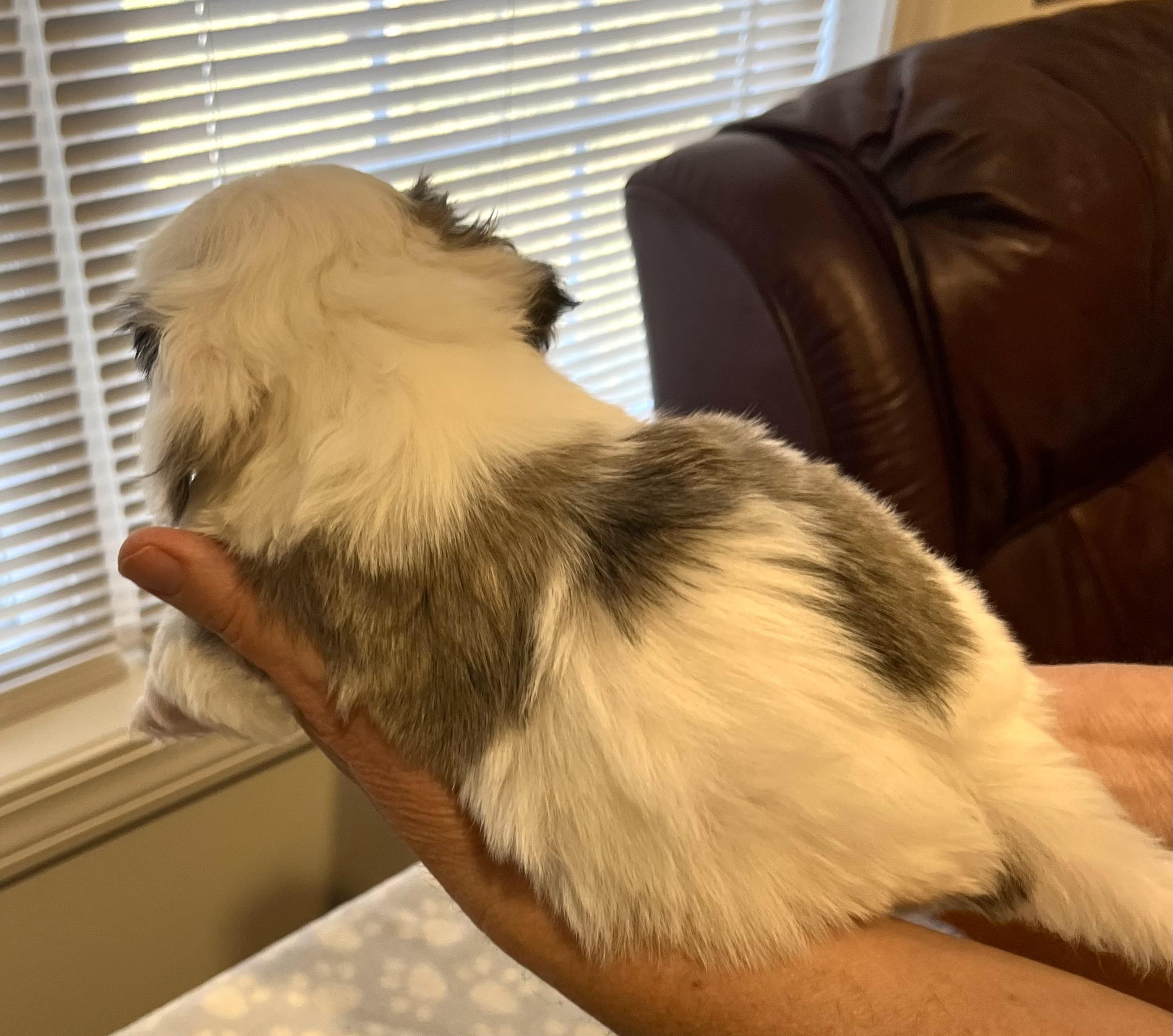 Enlarge Roberto, a Adoptable Havanese in Far Hills, NJ image 2/3