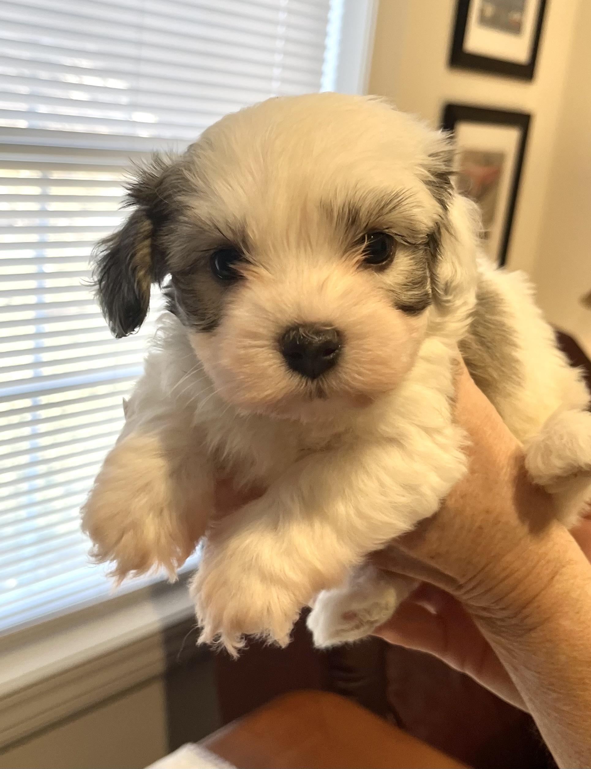 Enlarge Roberto, a Adoptable Havanese in Far Hills, NJ image 1/3
