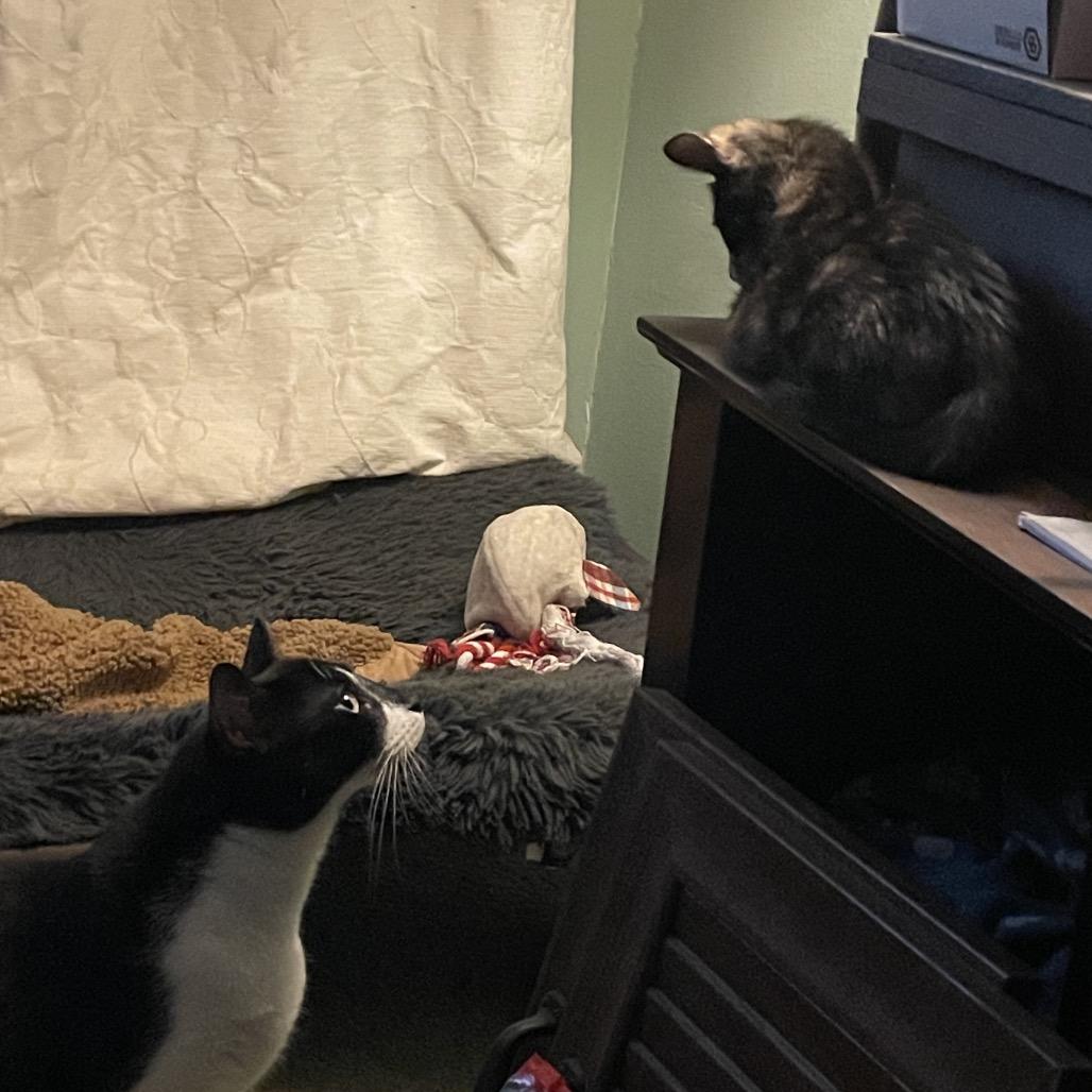 Indigo, Adoptable, Adult Male Domestic Short Hair & Domestic Short Hair.