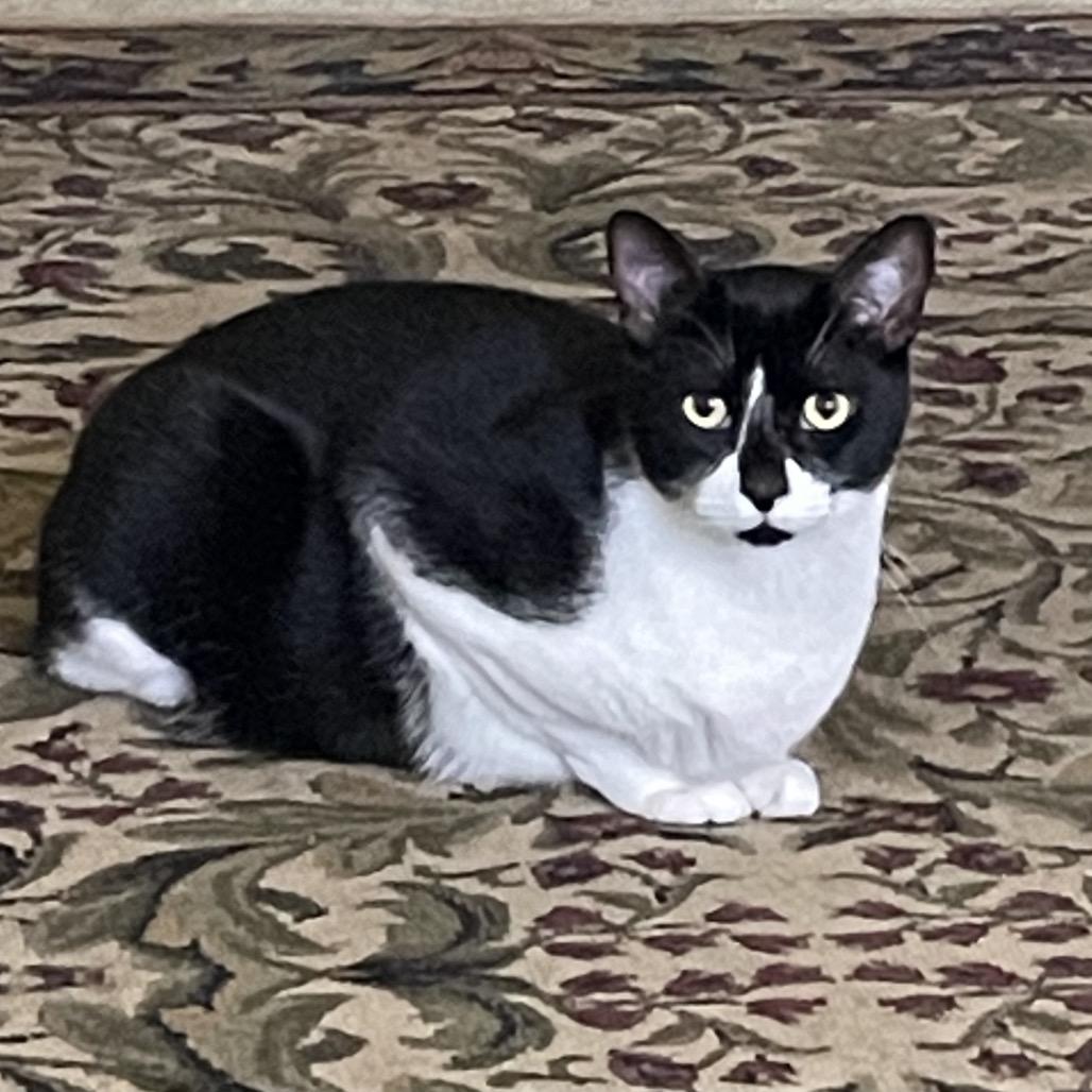 Indigo, a Adoptable mixed breed in Escondido, CA image 2/3