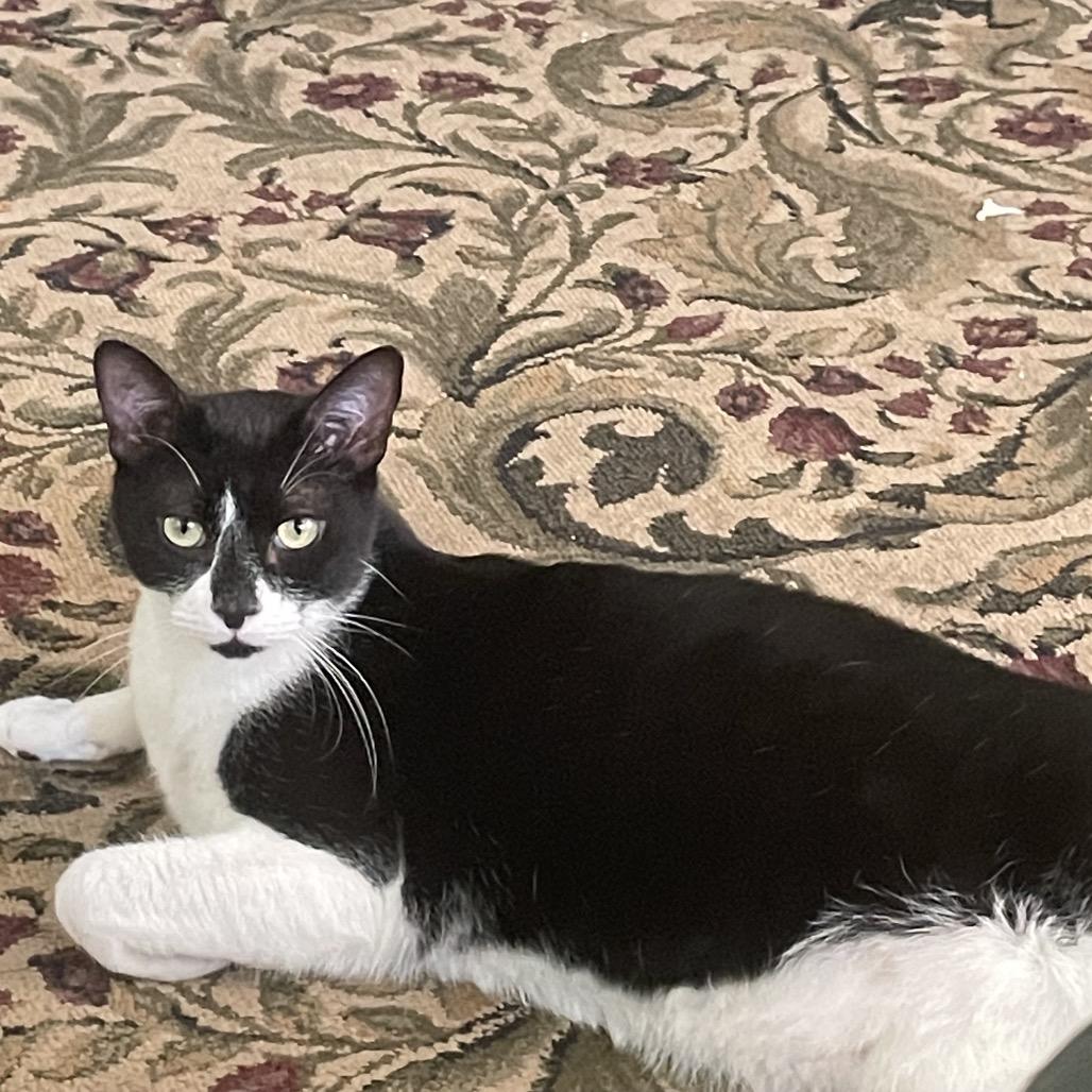 Enlarge Indigo, a Adoptable mixed breed in Escondido, CA image 2/3