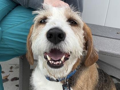 Enlarge Max, a Adoptable mixed breed in Virginia Beach, VA image 1/1