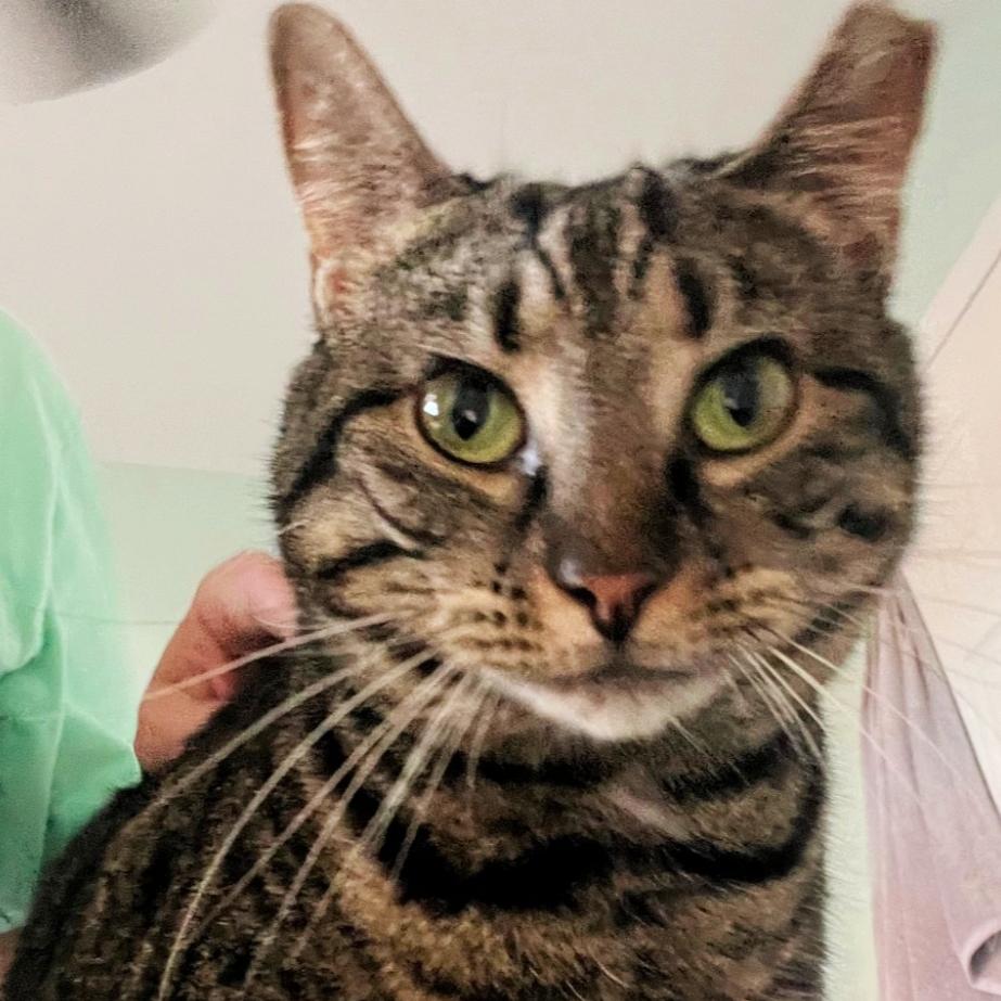 Chrissy- A Purry Dream!, Adoptable, Young Female Domestic Short Hair.