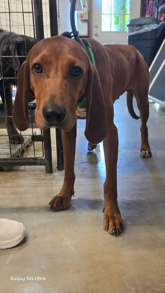 D Michael aka Boone, Adoptable, Young Male Redbone Coonhound.