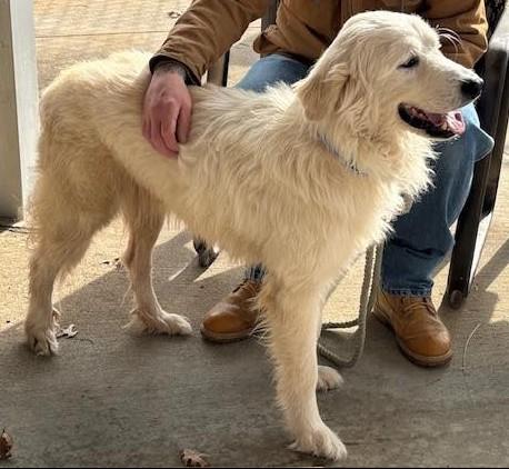 4PAWS Stella, an adopted Great Pyrenees in Benbrook, TX image 2/2