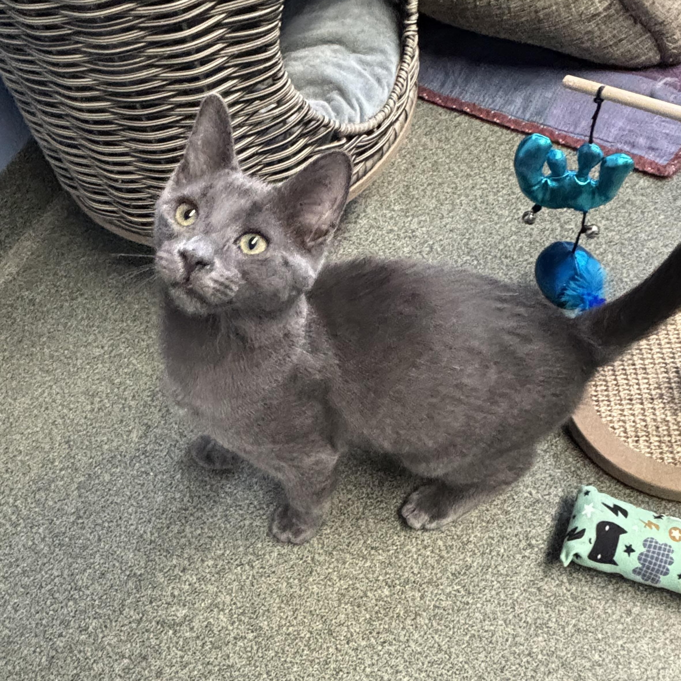 Rockstar, Adoptable, Young Male Domestic Short Hair.