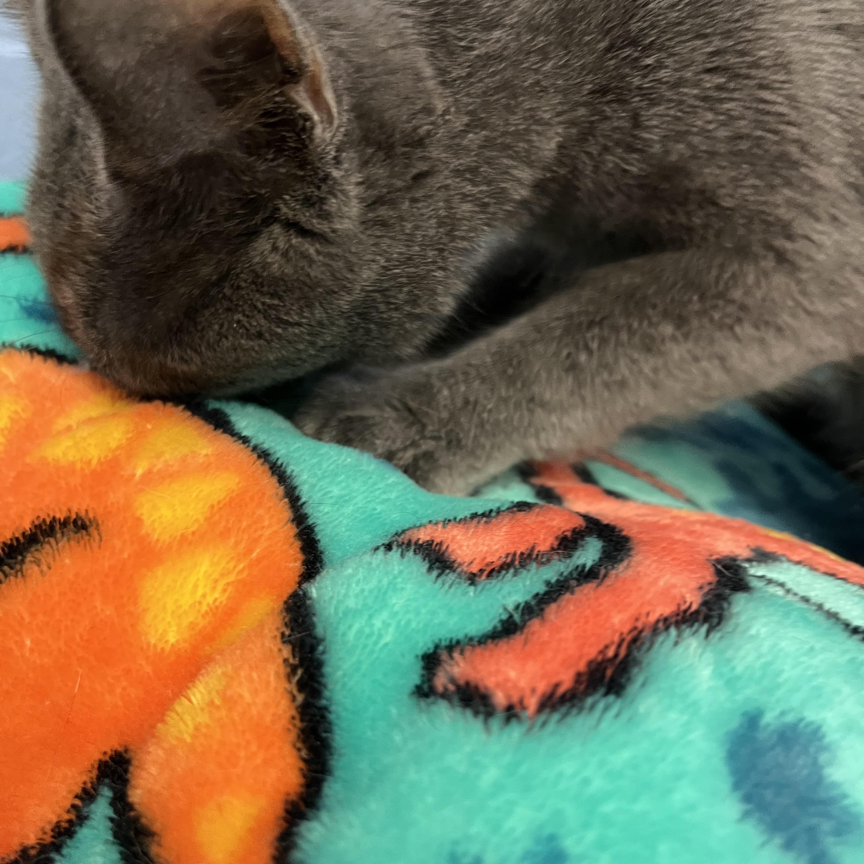 Rockstar, a Adoptable Domestic Short Hair in Mount Pleasant, MI image 2/4