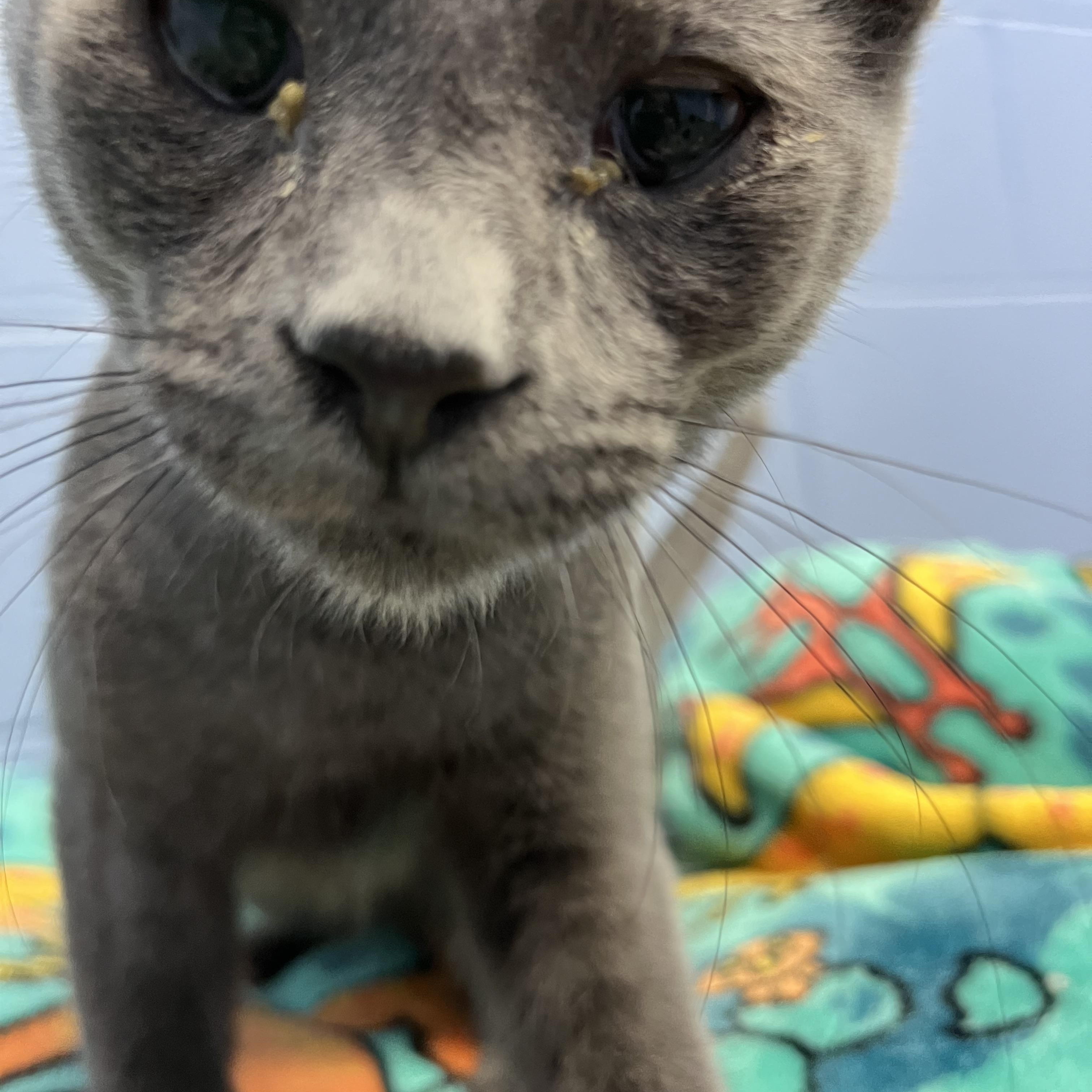 Rockstar, a Adoptable Domestic Short Hair in Mount Pleasant, MI image 3/4