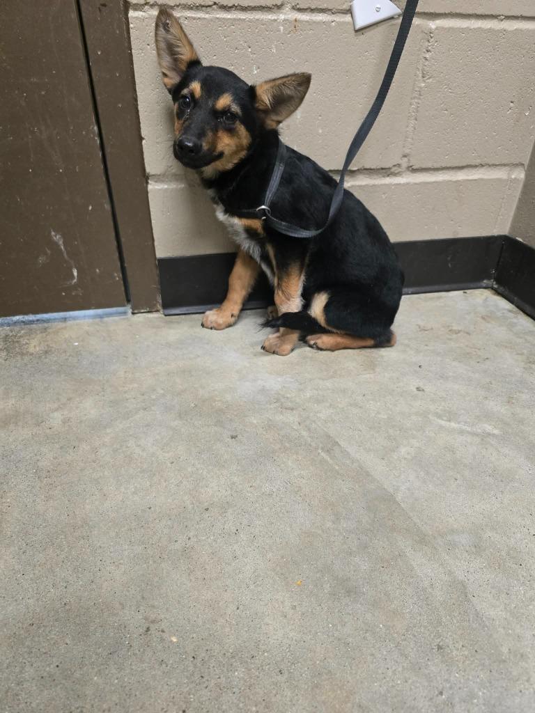 Enlarge Becca, a Adoptable mixed breed in Huntsville, TX image 1/1
