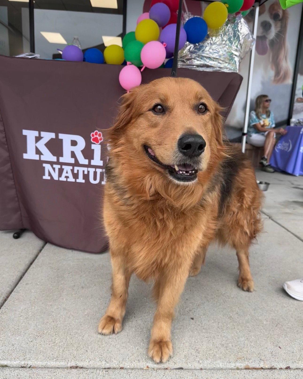 Chewie CA, Adoptable, Adult Male Retriever & Shepherd.