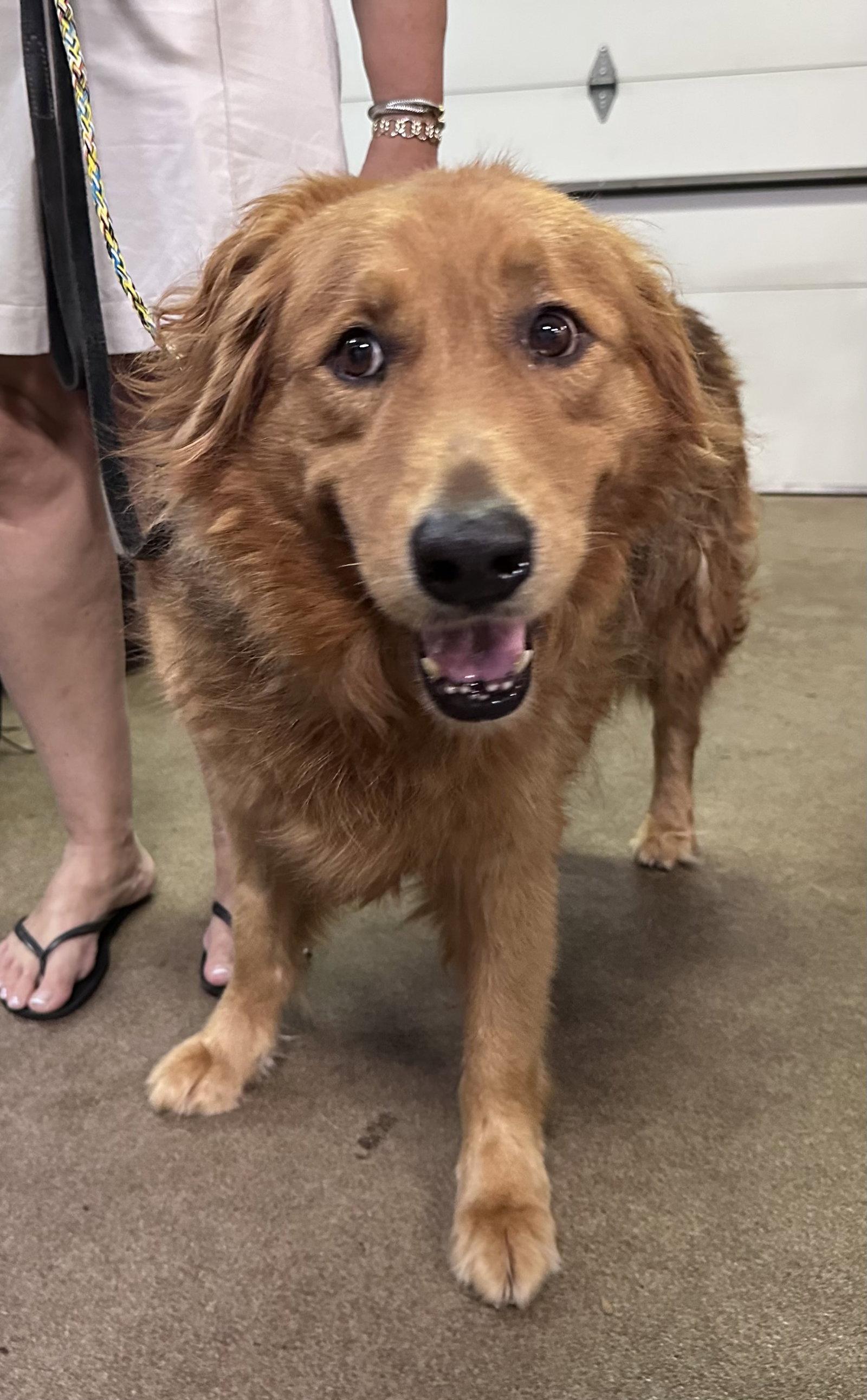 Chewie CA, a Adoptable mixed breed in Hillside, IL image 2/3