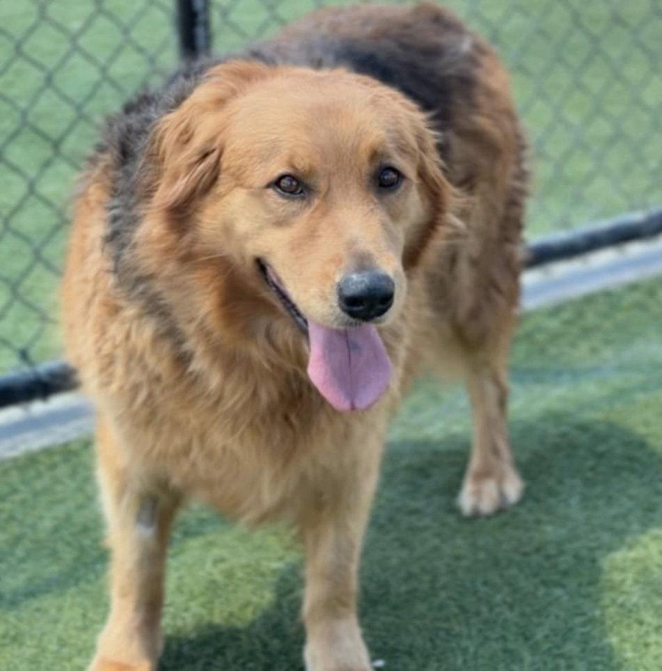 Chewie CA, a Adoptable mixed breed in Hillside, IL image 3/3