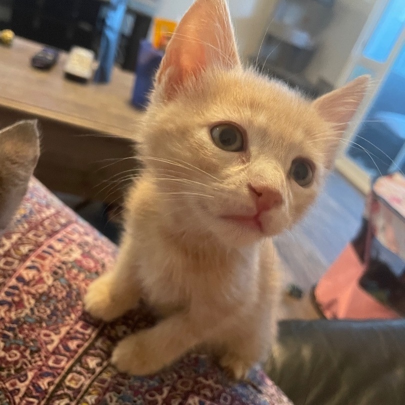 Tim McGraw, Adopted, Kitten Male Domestic Short Hair.