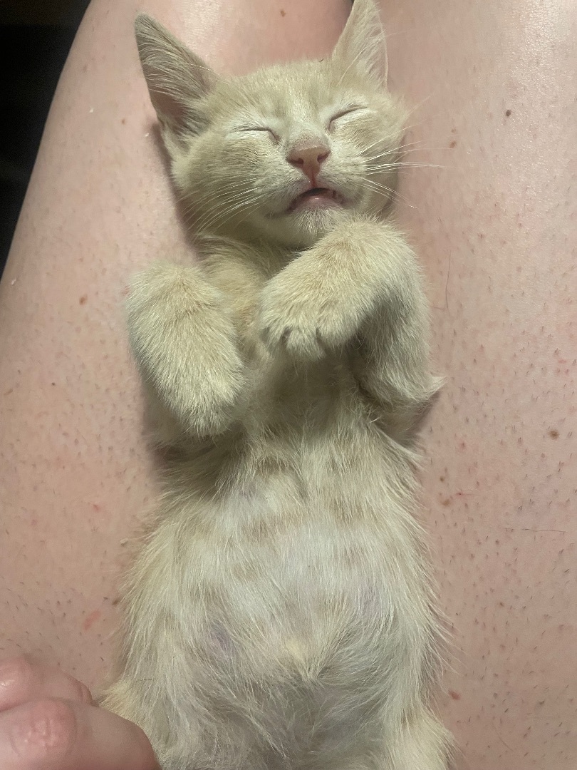 Enlarge Tim McGraw, a Adopted Domestic Short Hair in Wildomar, CA image 2/13