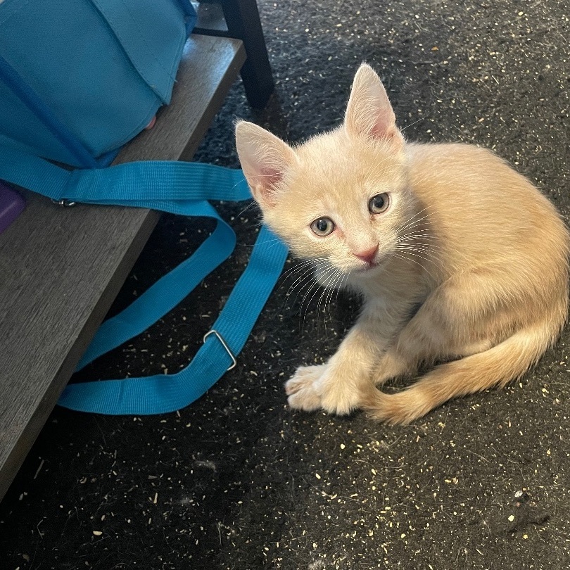 Enlarge Tim McGraw, a Adopted Domestic Short Hair in Wildomar, CA image 3/13