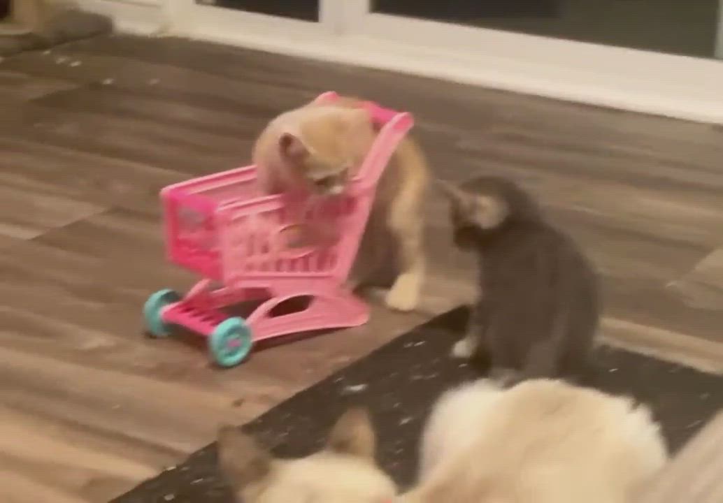 Enlarge Tim McGraw, a Adopted Domestic Short Hair in Wildomar, CA video 13/13