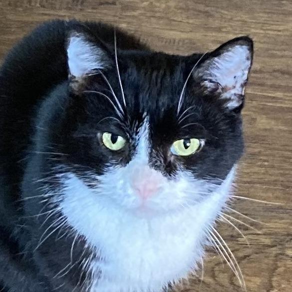 Enlarge Matty, a Adoptable Domestic Short Hair in Grand Rapids, MN image 1/3