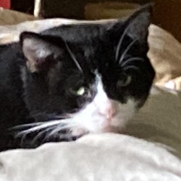 Enlarge Matty, a Adoptable Domestic Short Hair in Grand Rapids, MN image 2/3